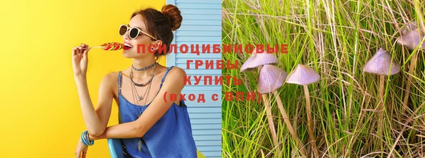 прущие грибы Елабуга
